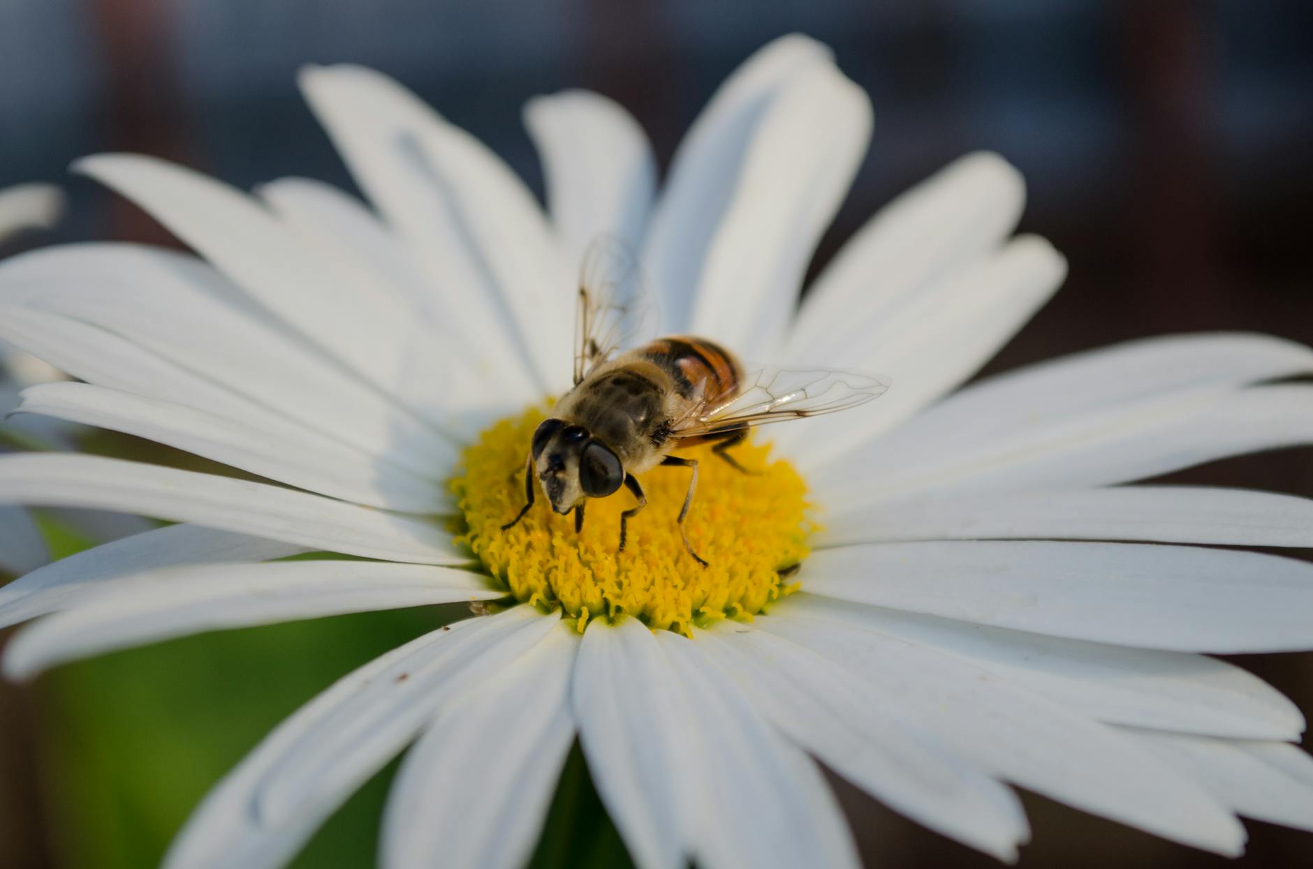 a close up shot of a bee on a blooming flower