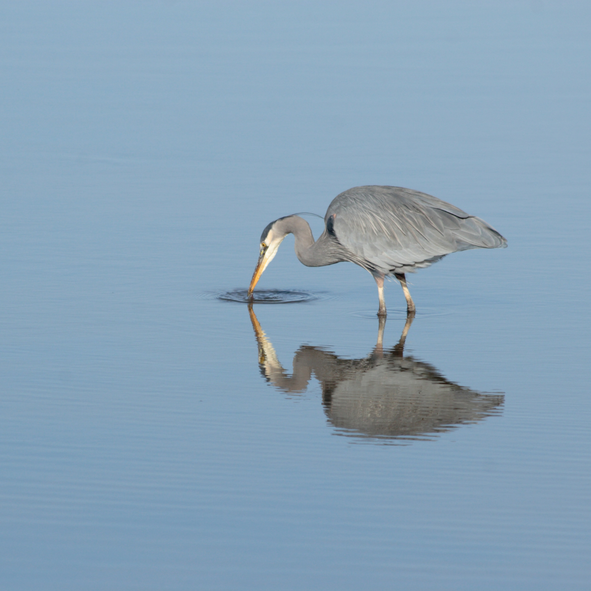 Blue heron standing at the edge of a still lake in daylight, gazing into its reflection. Its beak touches the water, creating gentle concentric ripples across the mirrored surface.